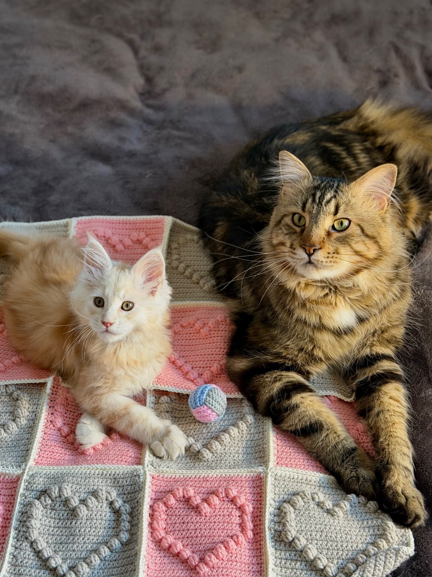 Продаж хлопчик мейн-кун