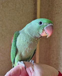 Продам александрийских попугаев 🦜