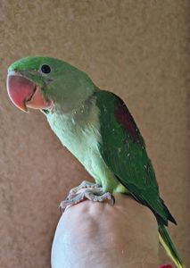 Продам александрийских попугаев 🦜