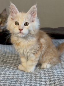 Продаж хлопчик мейн-кун