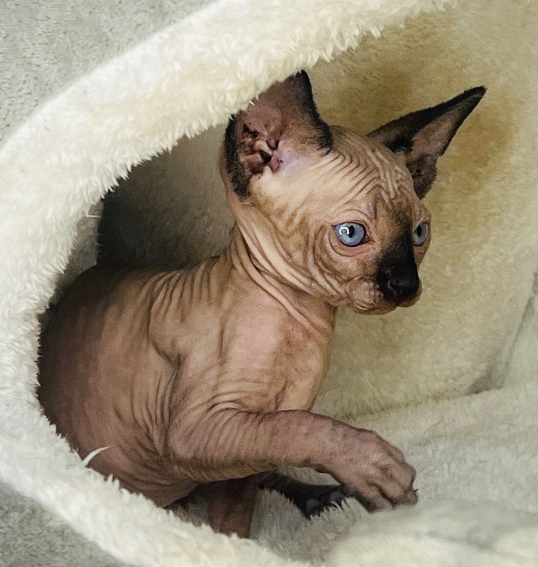 Сфинкс эльф