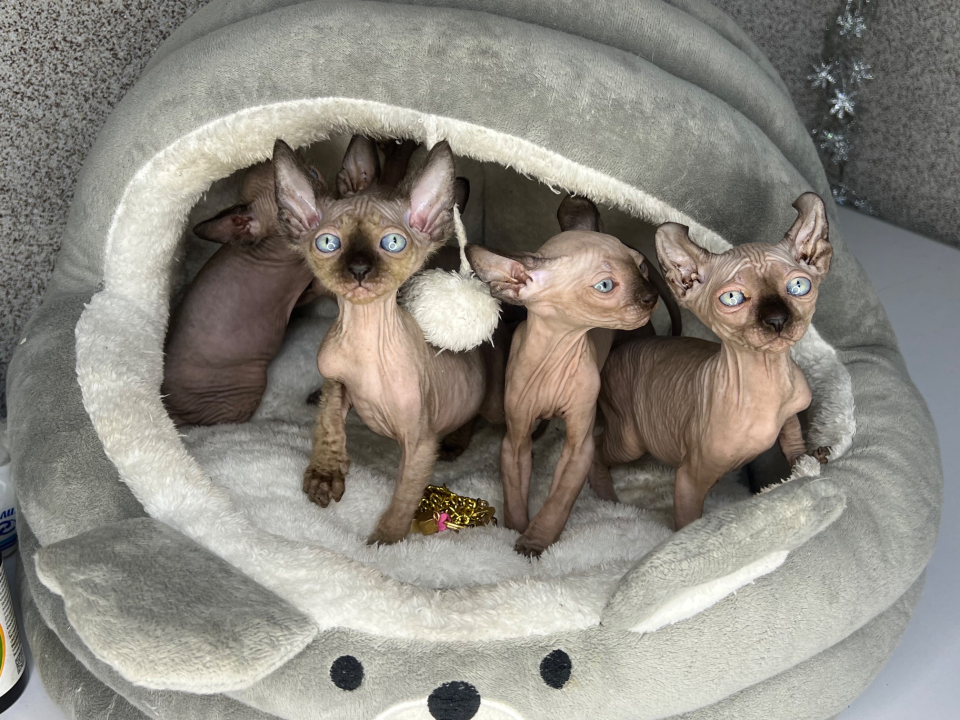 Сфинкс эльф