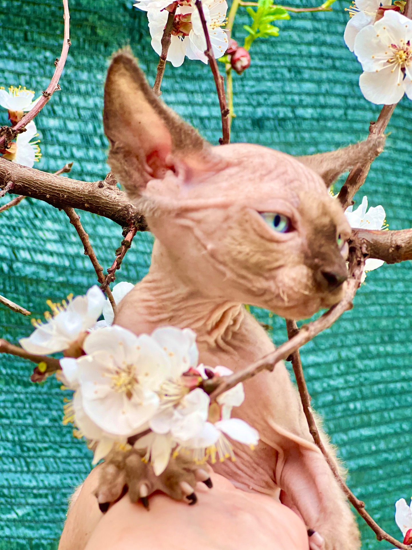 Сфинкс эльф