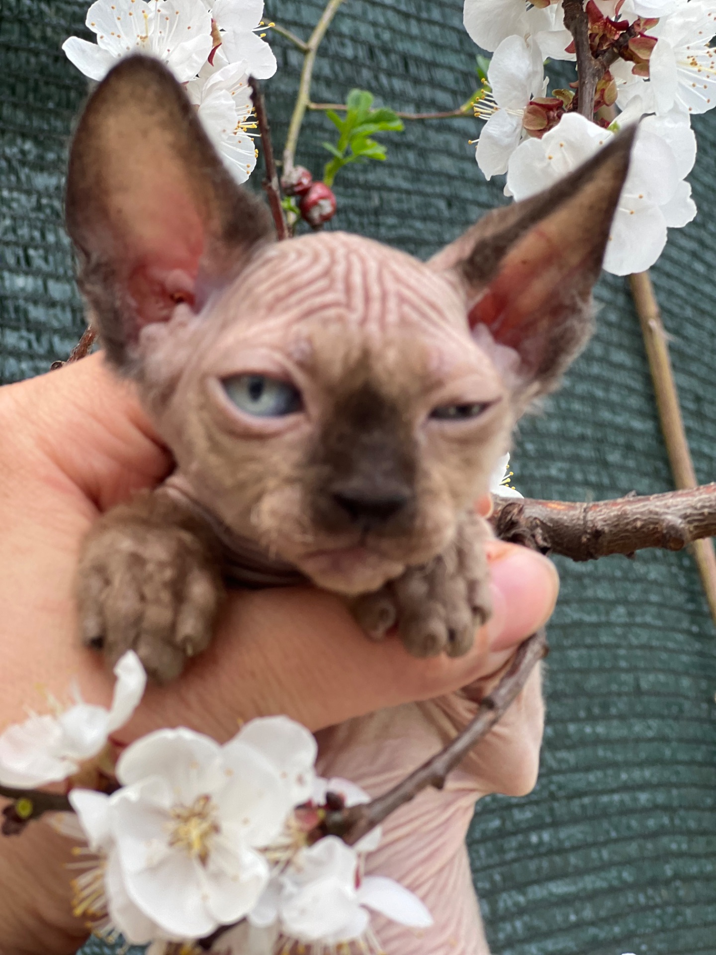 Сфинкс эльф