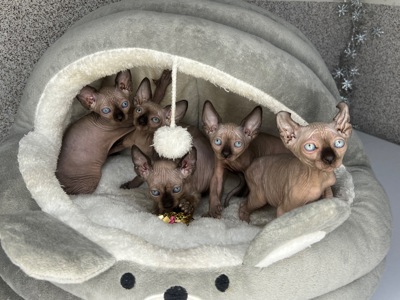 Сфинкс эльф