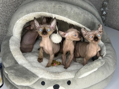 Сфинкс эльф