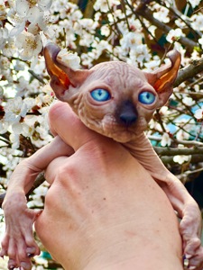 Сфинкс эльф