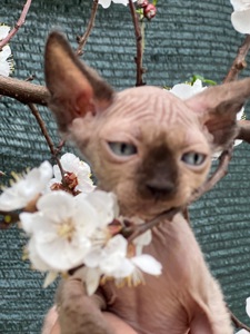 Сфинкс эльф