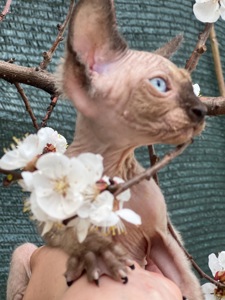 Сфинкс эльф