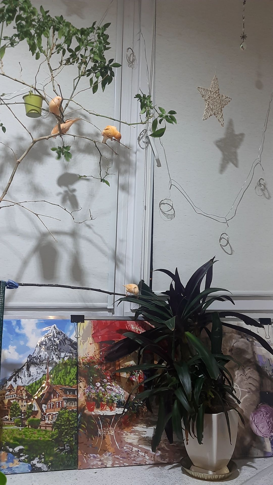 Ручна помаранчева канарка