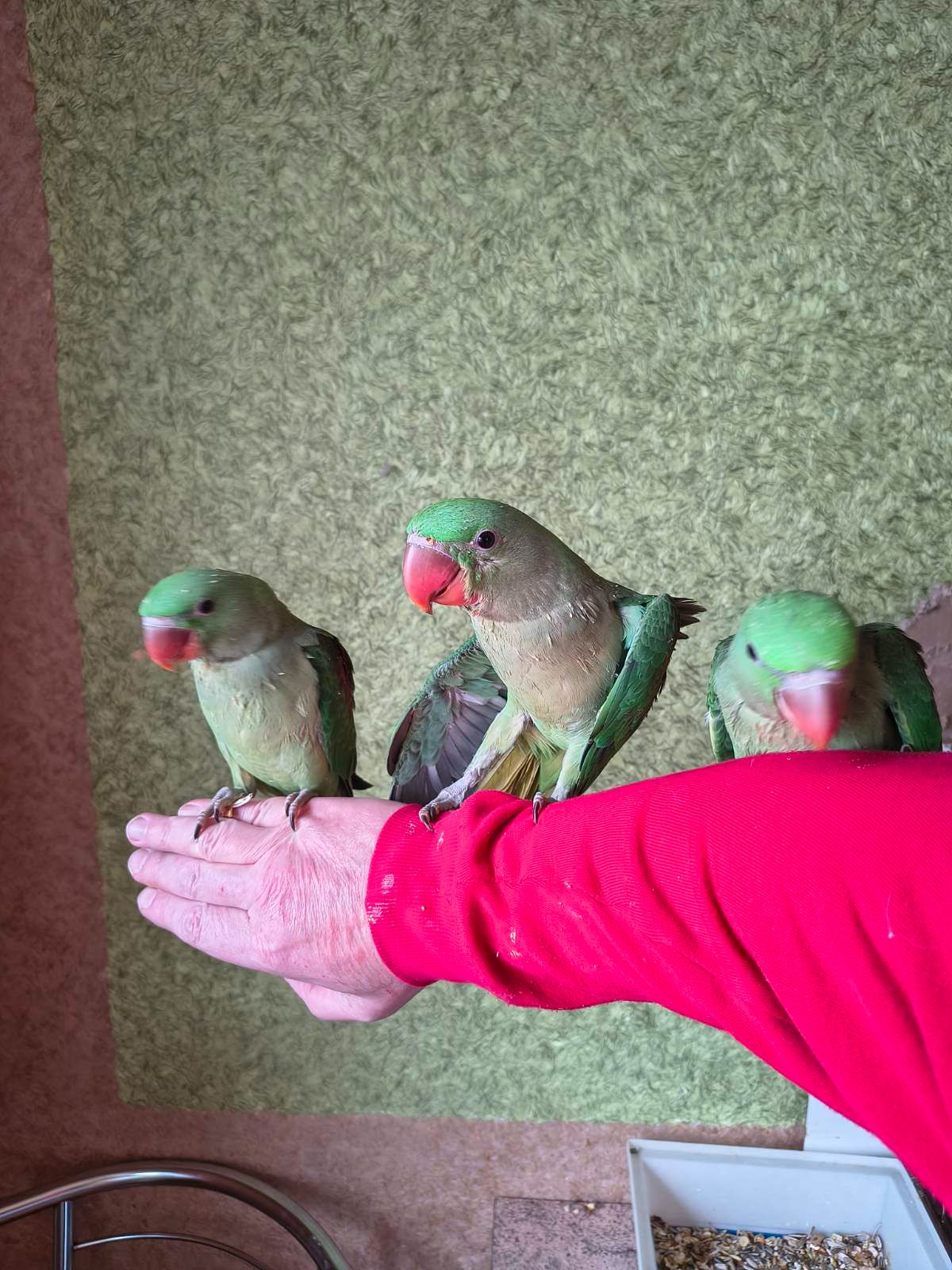 Продаються неймовірні александрійські папуги 🦜✨