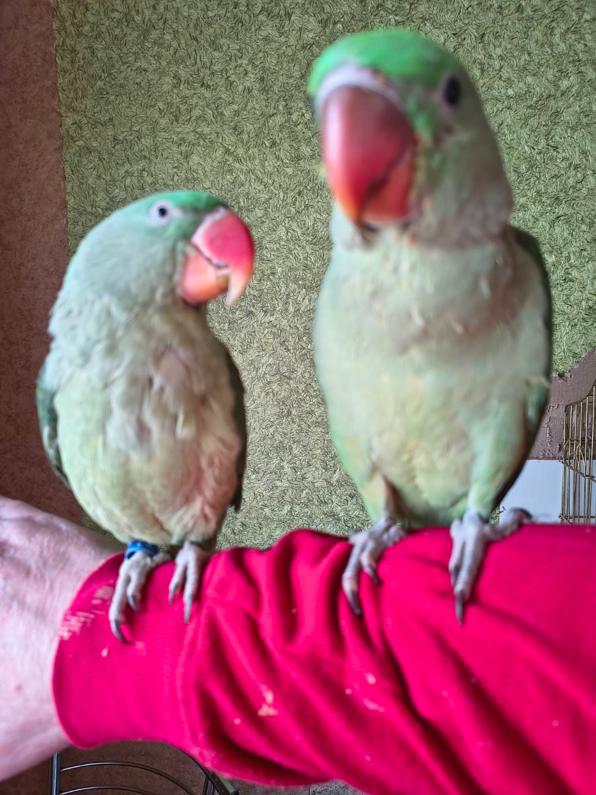 Продаються неймовірні александрійські папуги 🦜✨