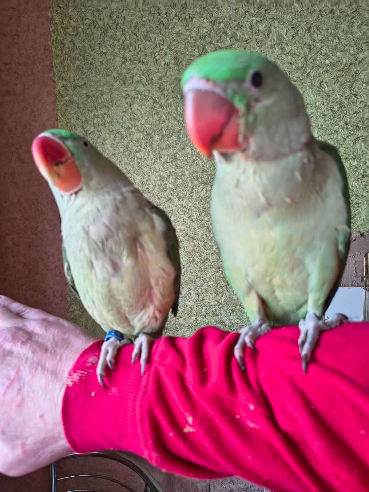 Продаються неймовірні александрійські папуги 🦜✨