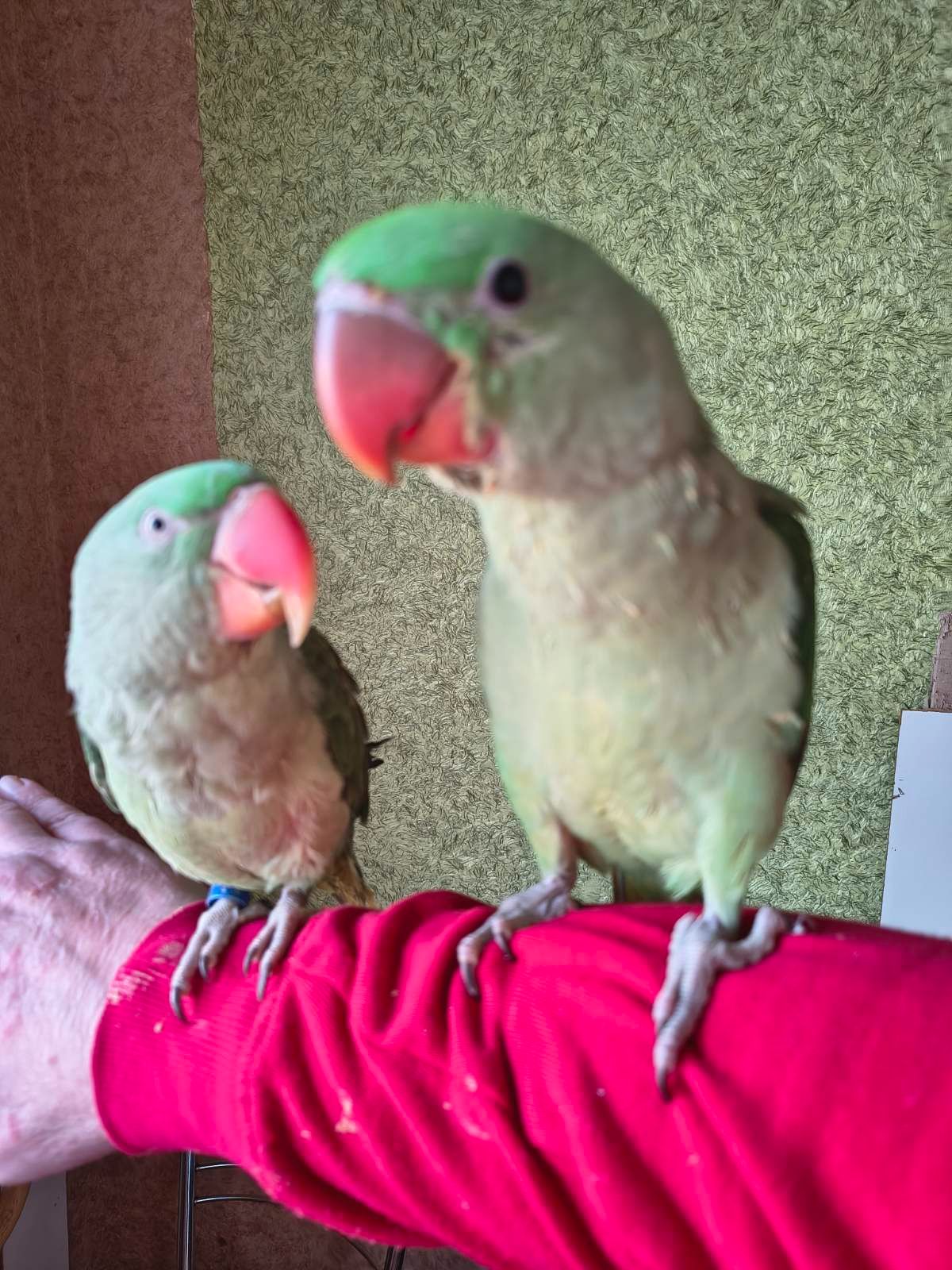 Продаються неймовірні александрійські папуги 🦜✨