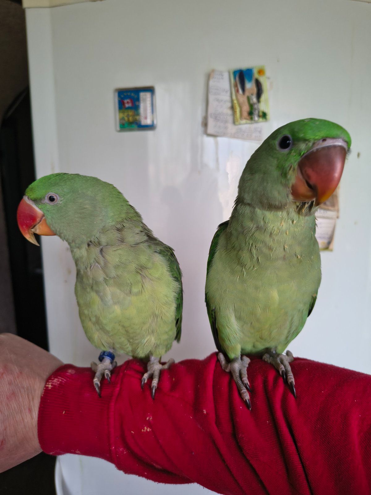 Продаються александрійські папуги 🦜