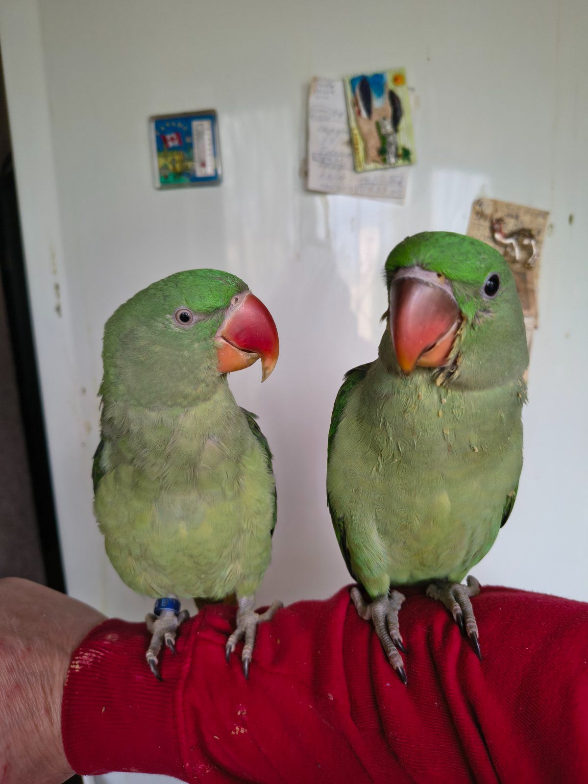 Продаються александрійські папуги 🦜