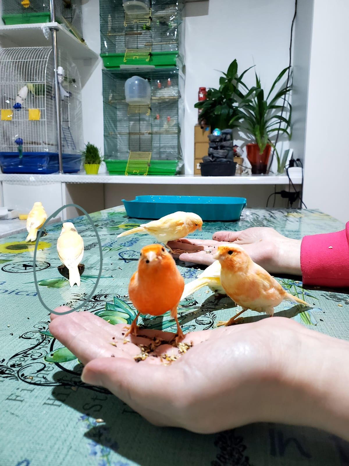 Ручна помаранчева канарка