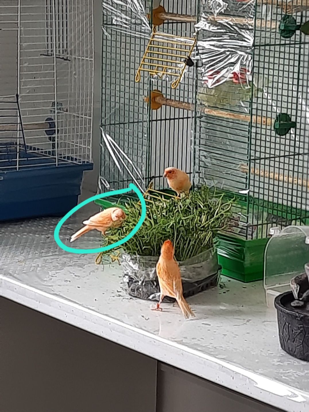 Ручна помаранчева канарка