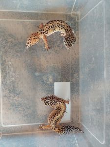 Еублефар Самка