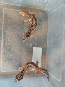 Еублефар Самка