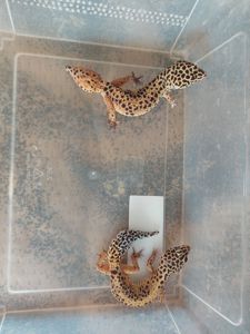 Еублефар Самка