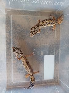 Еублефар Самка