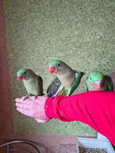 Продаються неймовірні александрійські папуги 🦜✨