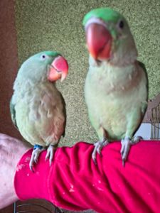 Продаються неймовірні александрійські папуги 🦜✨