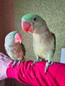 Продаються неймовірні александрійські папуги 🦜✨