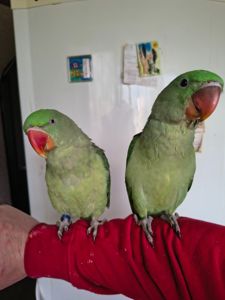 Продаються александрійські папуги 🦜