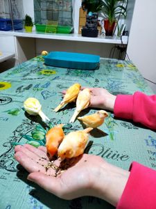 Ручна помаранчева канарка