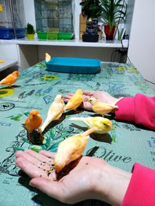 Ручна помаранчева канарка