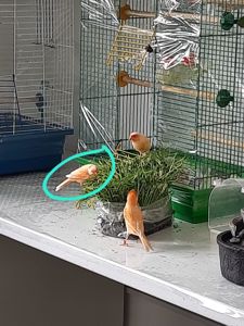 Ручна помаранчева канарка