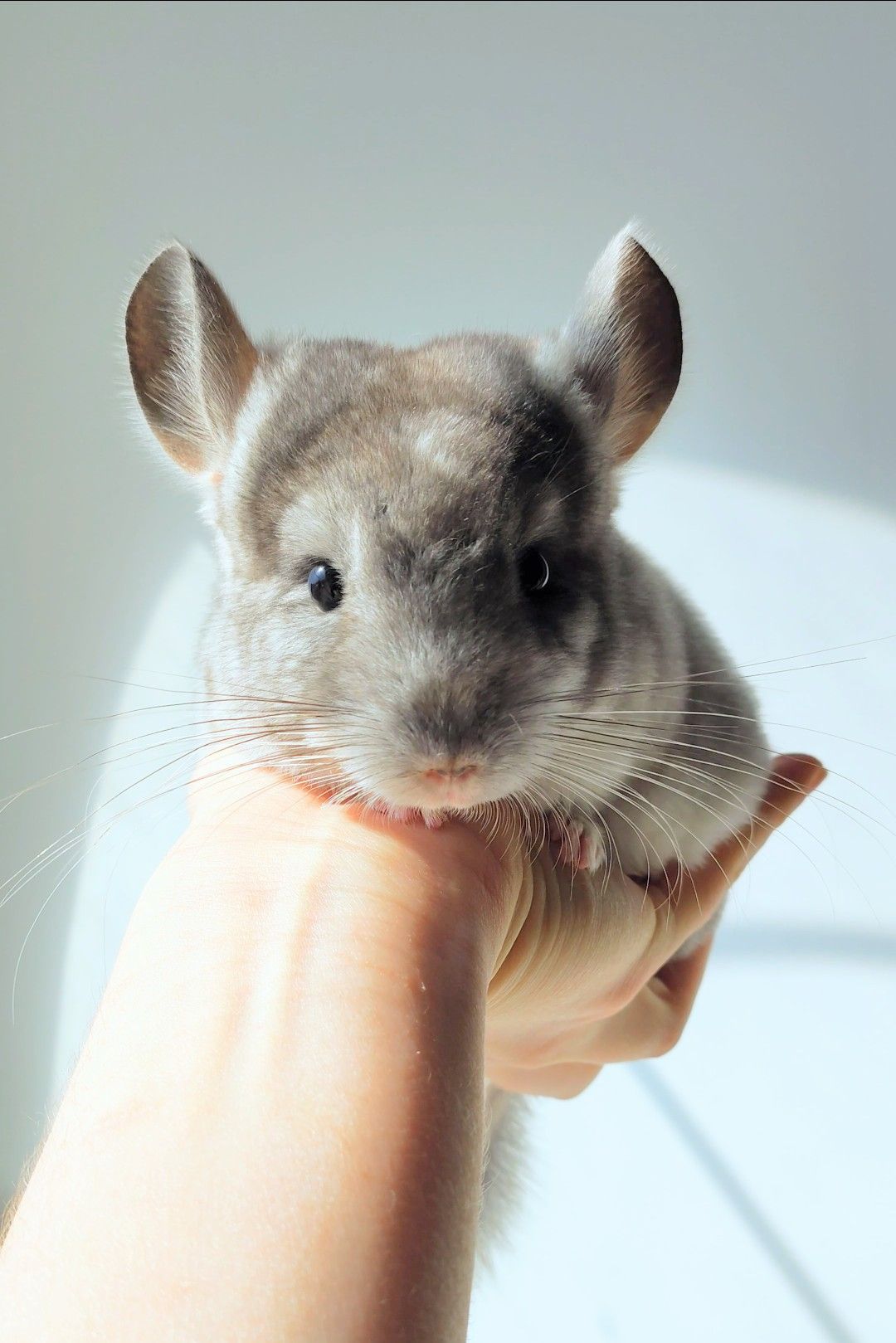 Ручний милий хлопчик 🩵