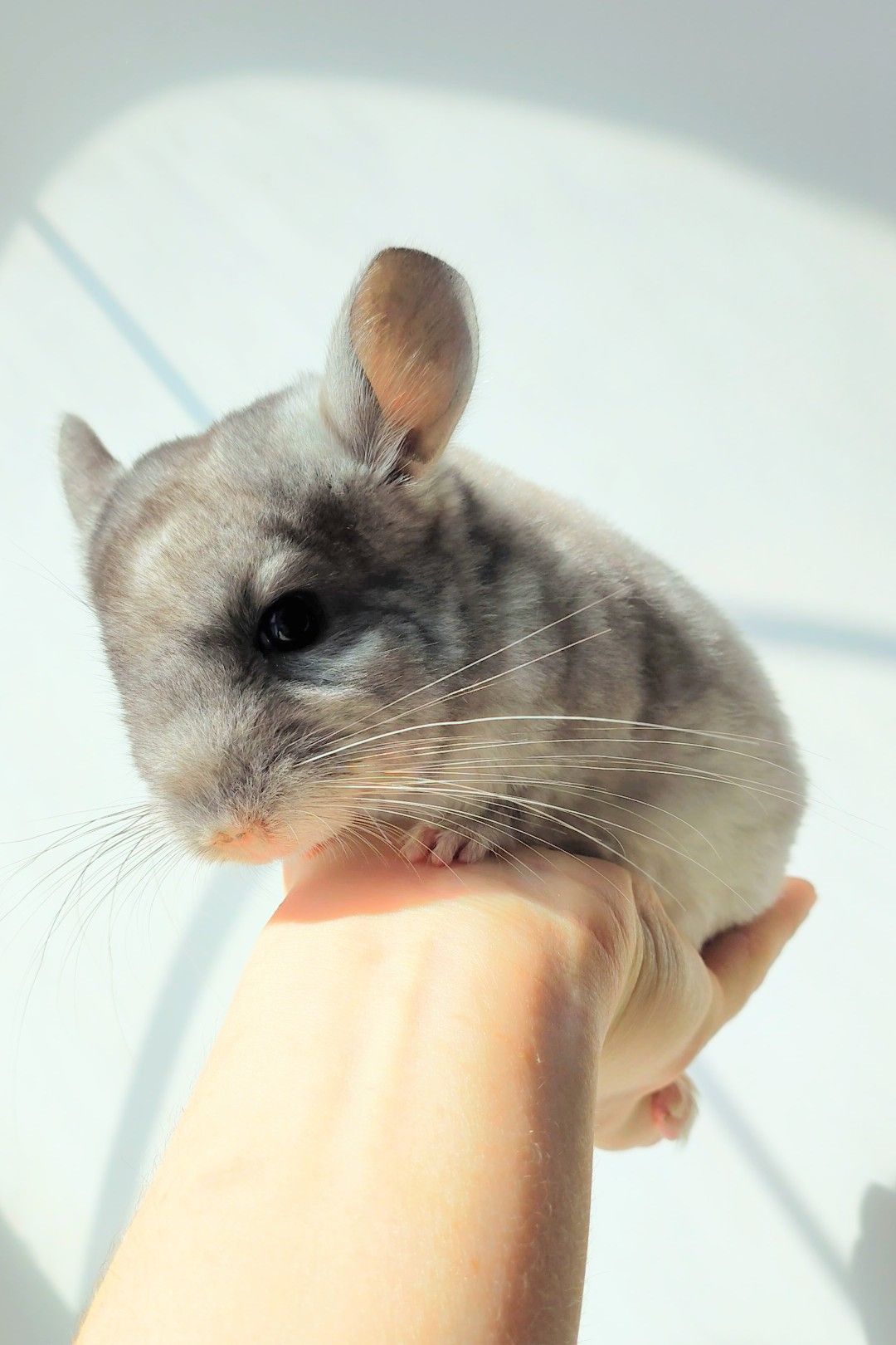 Ручний милий хлопчик 🩵