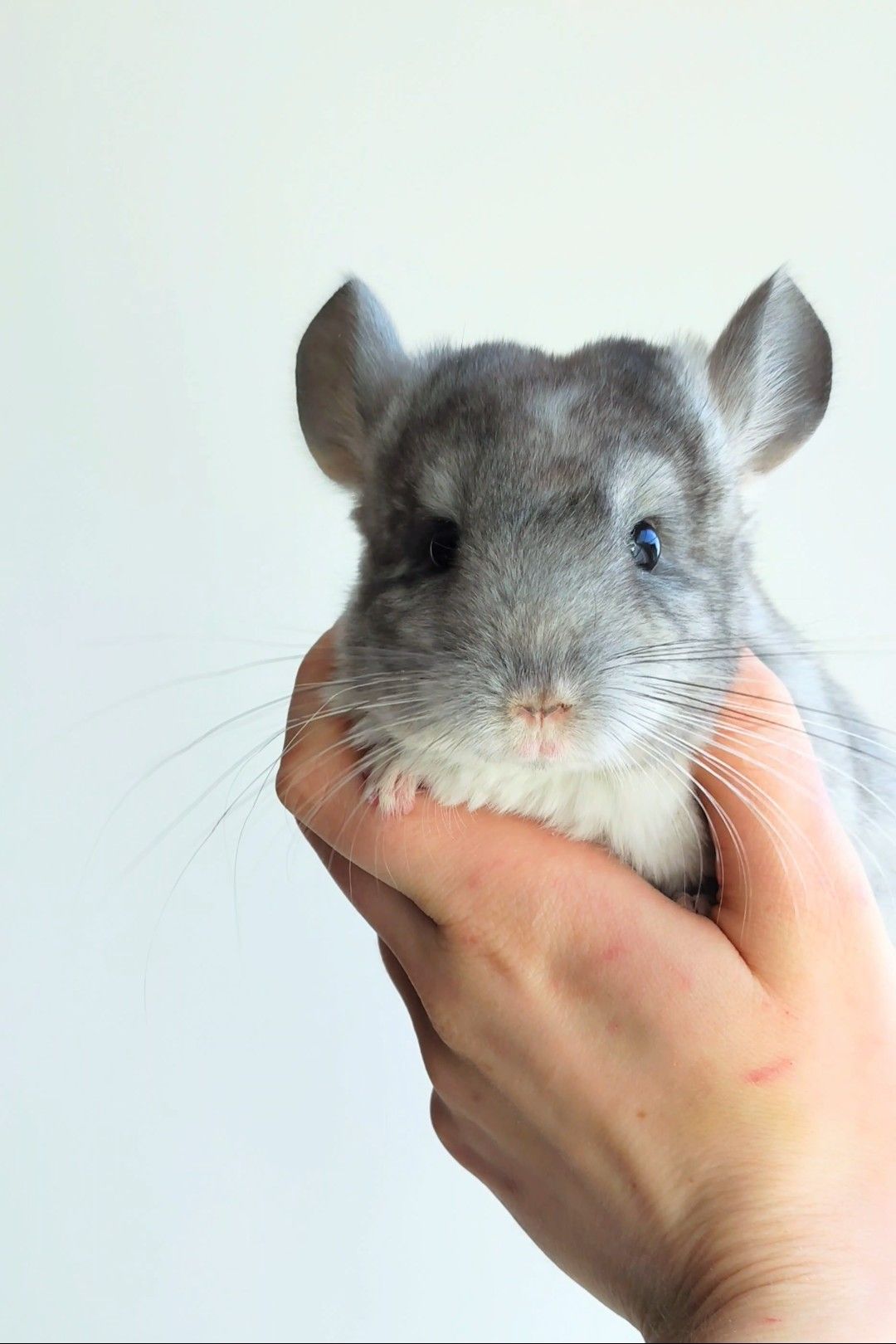 Ручний милий хлопчик 🩵