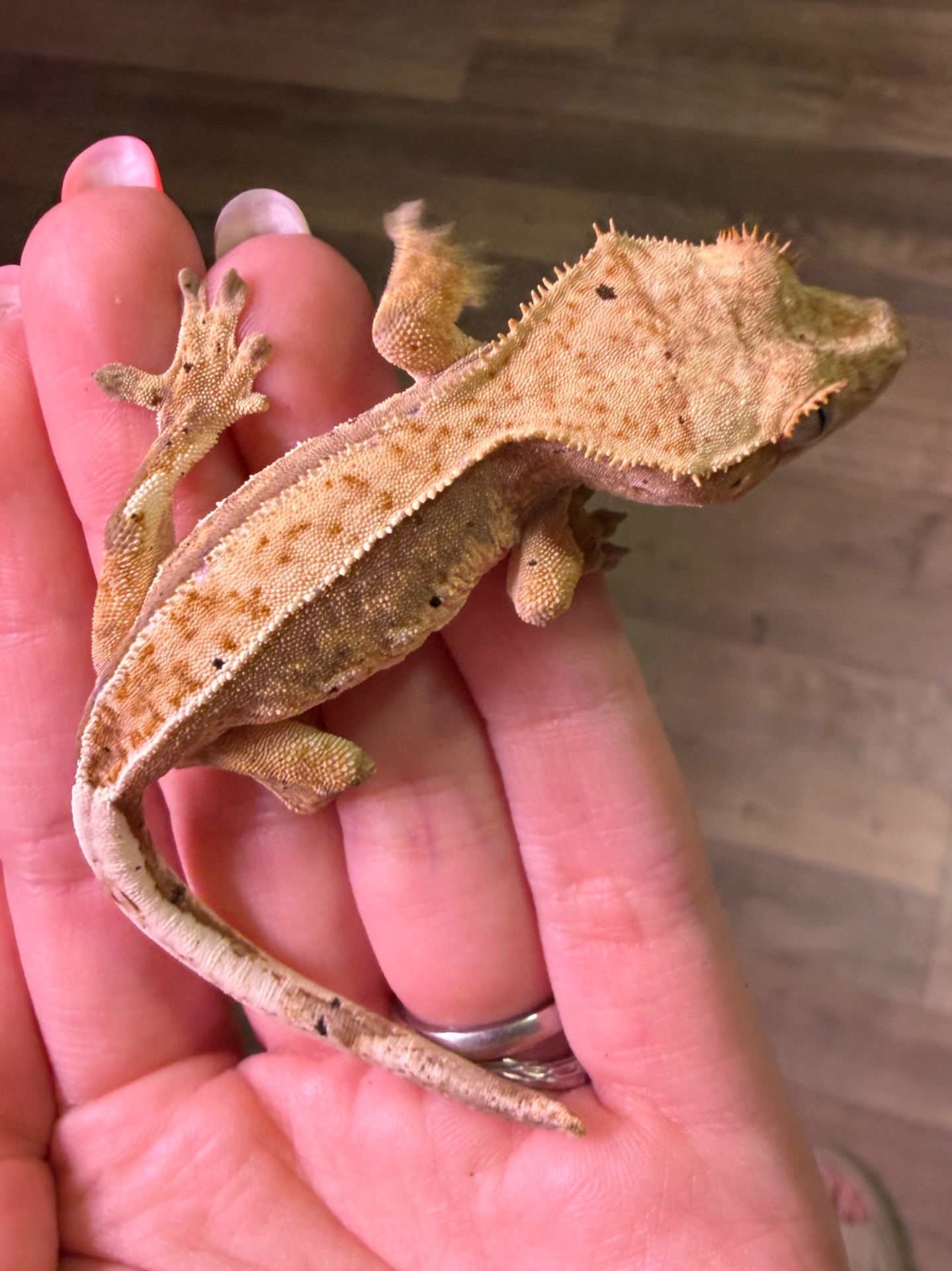 Самці бананоїда 7 місяців Львів доставка містами