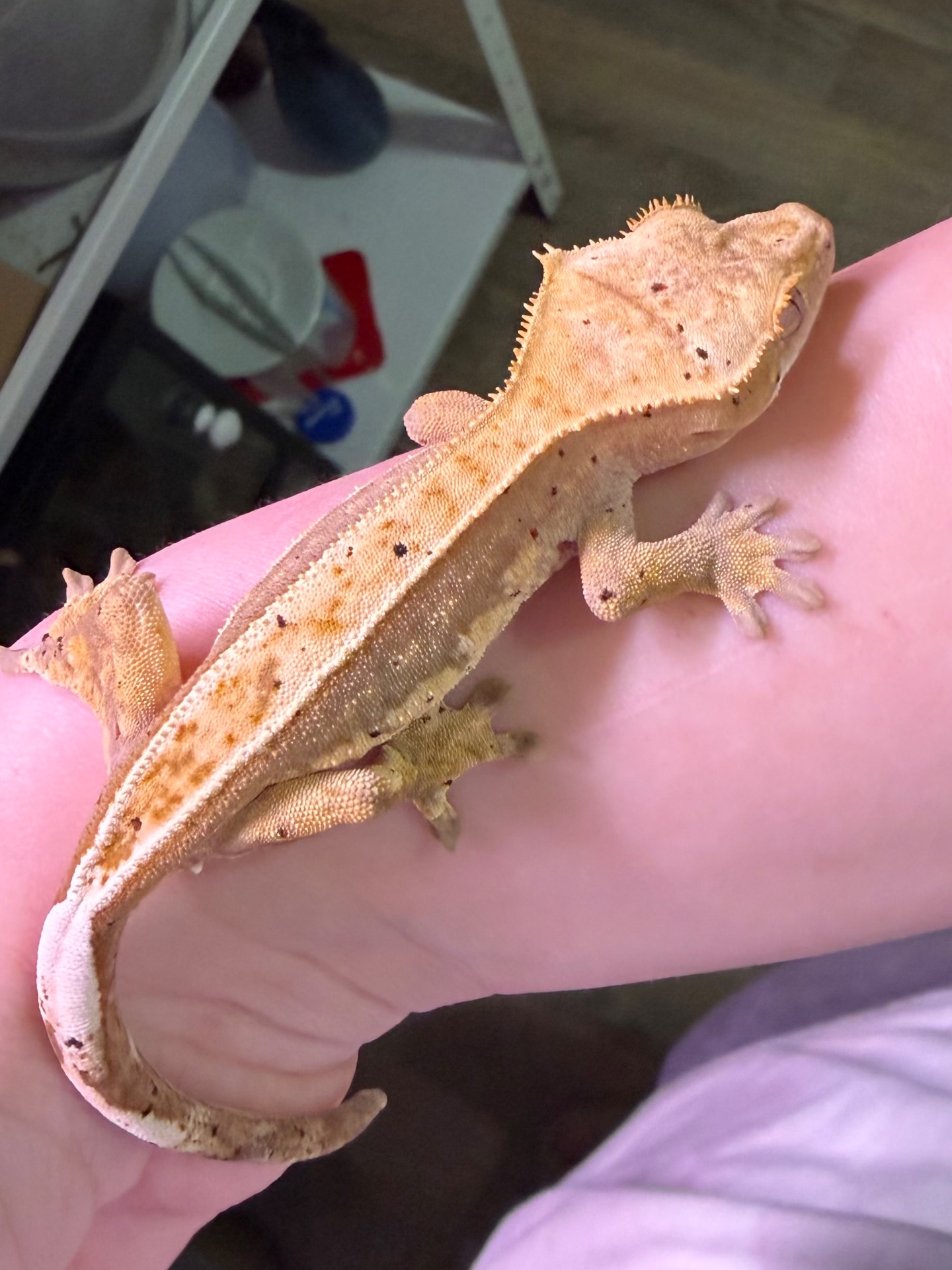 Самці бананоїда 7 місяців Львів доставка містами