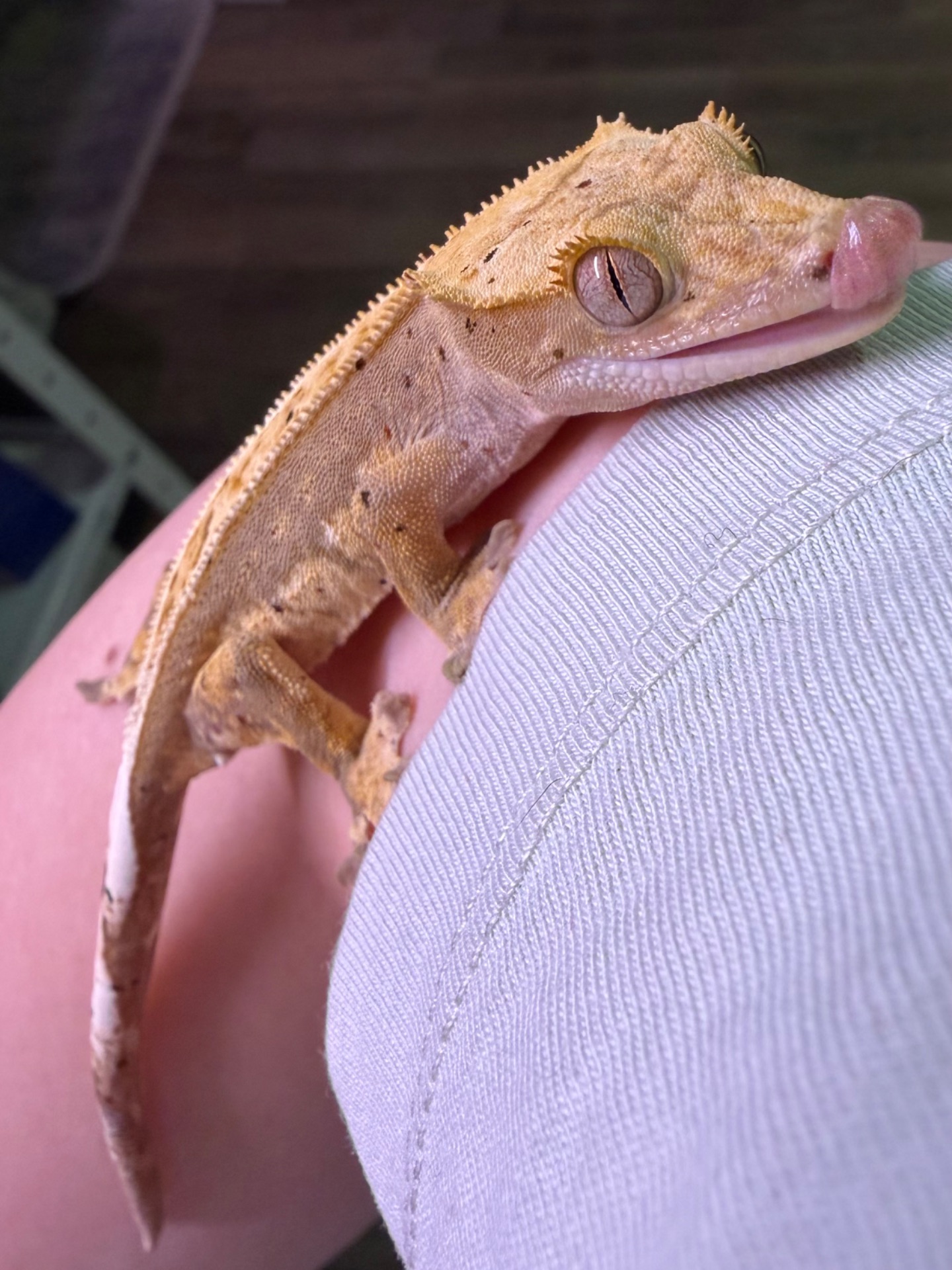 Самці бананоїда 7 місяців Львів доставка містами