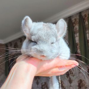 Ручний милий хлопчик 🩵