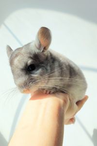 Ручний милий хлопчик 🩵