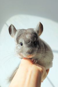 Ручний милий хлопчик 🩵