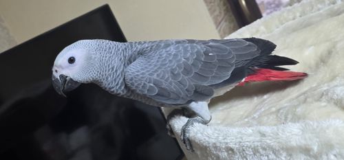 Сіра горихвістка 2026 року, супер ручна