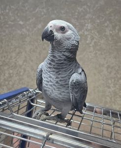 Сіра горихвістка 2026 року, супер ручна