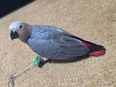 Сіра горихвістка 2026 року, супер ручна