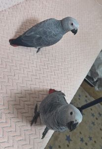 Сіра горихвістка 2026 року, супер ручна