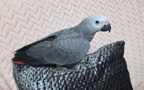 Сіра горихвістка 2026 року, супер ручна