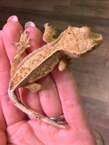 Самці бананоїда 7 місяців Львів доставка містами