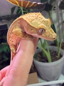 Самці бананоїда 7 місяців Львів доставка містами