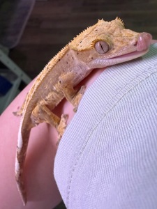 Самці бананоїда 7 місяців Львів доставка містами